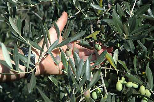 Olive pre-raccolta