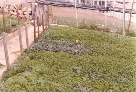 violacciocca:stellaria media